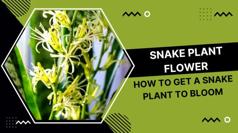 snake plant flower